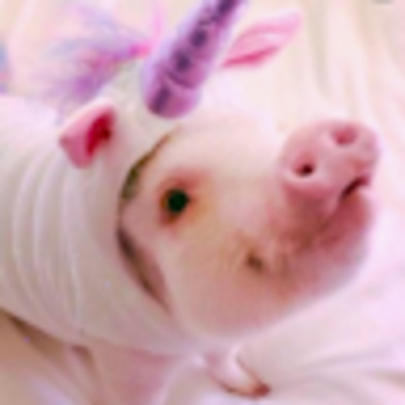 Meet your Posher, Mackenzie - Picture 1 of 1